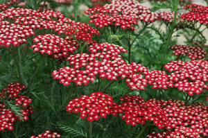 Achillea Vintage Red