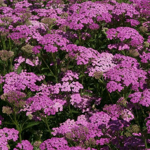 Achillea Millefolium (5 colours)