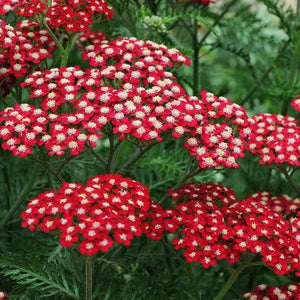 Achillea Millefolium (5 colours)