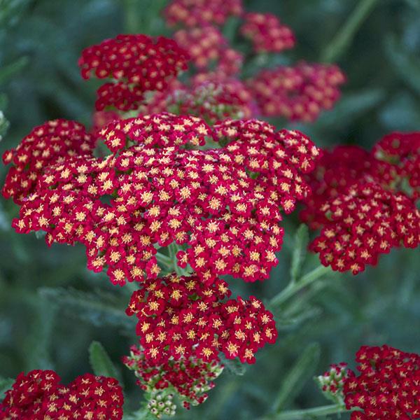 Achillea Millefolium Sassy Summer (4 colours)