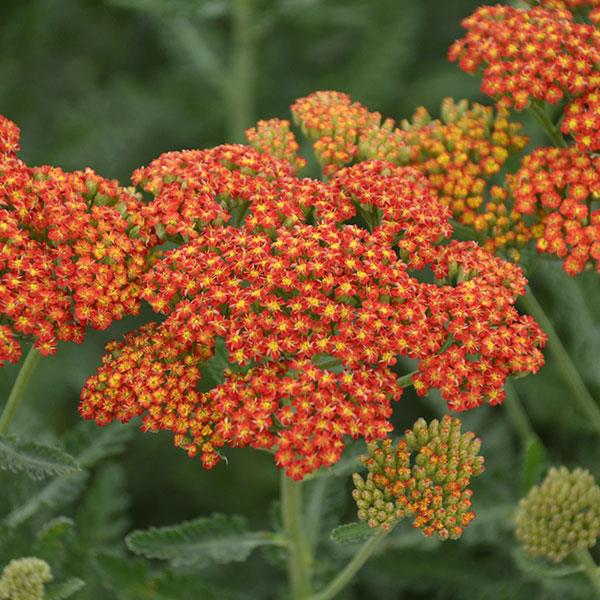 Achillea Millefolium Sassy Summer (4 colours)