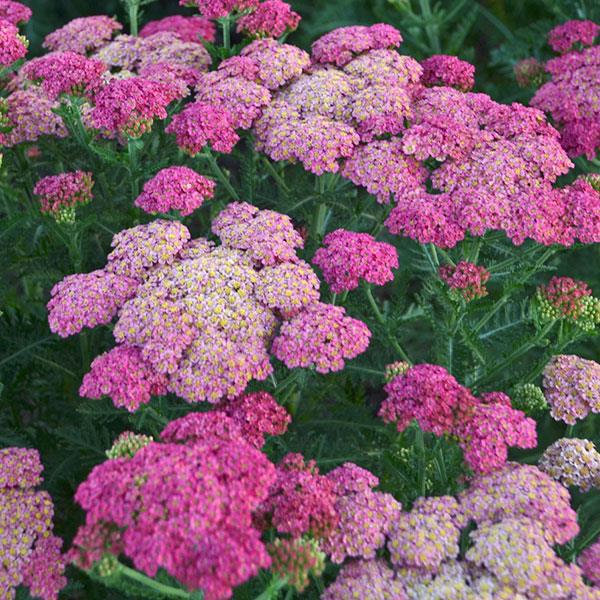 Achillea Millefolium Sassy Summer (4 colours)