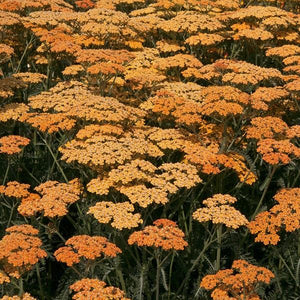 Achillea Millefolium (5 colours)