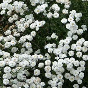 Achillea Vintage White