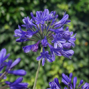 Agapanthus (2 colours)