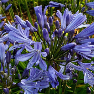 Agapanthus (2 colours)