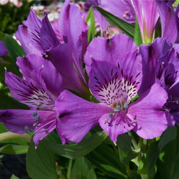 Alstroemeria Inticancha (9 colours)