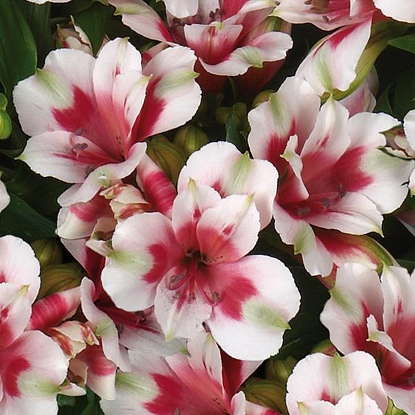 Alstroemeria Inticancha (9 colours)