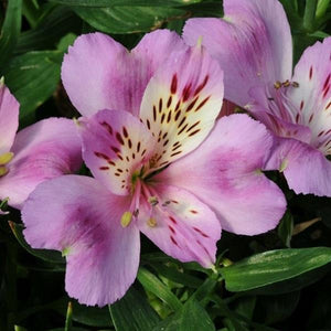 Alstroemeria Inticancha (9 colours)