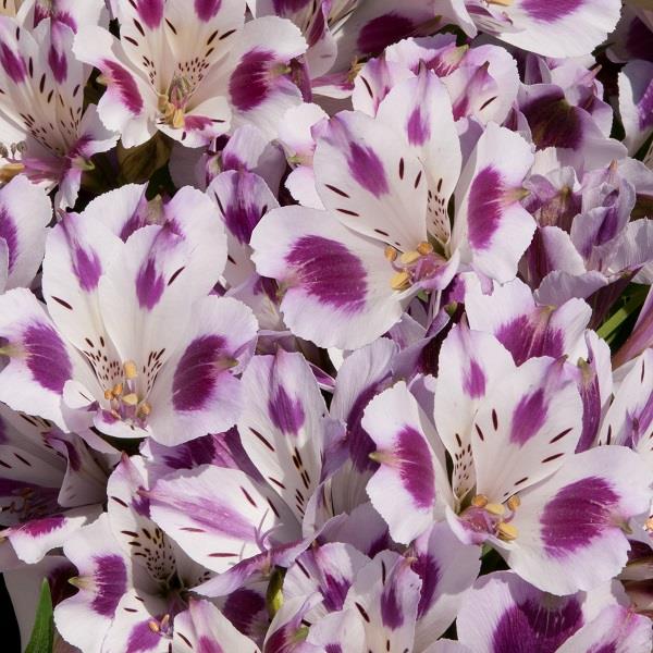 Alstroemeria Inticancha (9 colours)