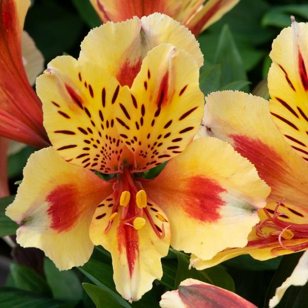 Alstroemeria Inticancha (9 colours)