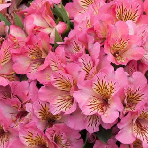 Alstroemeria Inticancha (9 colours)