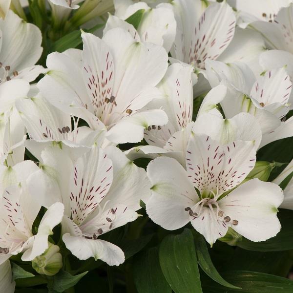 Alstroemeria Inticancha (9 colours)