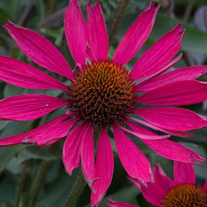 Echinacea (3 colours)