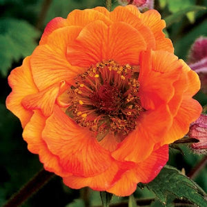 Geum Tempo (3 colours)