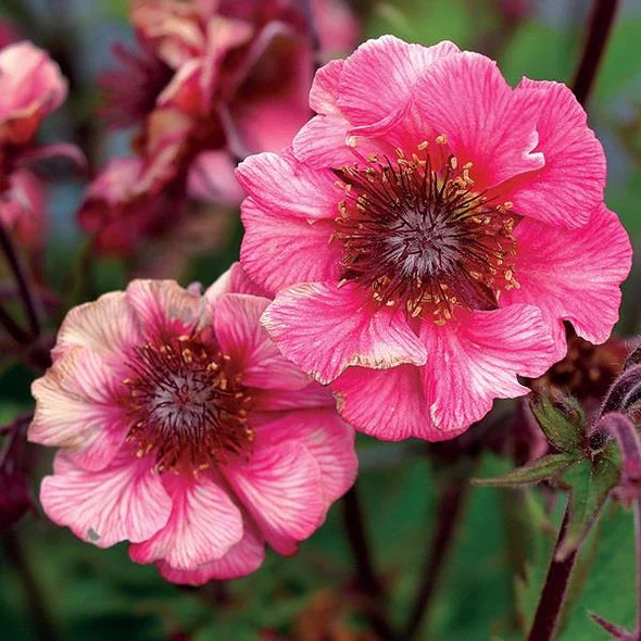 Geum Tempo (3 colours)