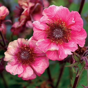 Geum Tempo (3 colours)