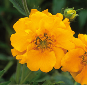 Geum Lady Stratheden