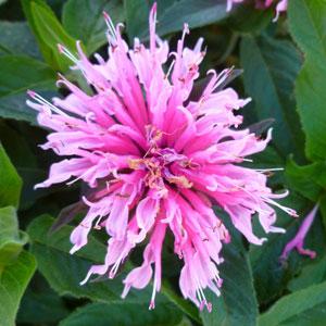 Monarda Balmy (4 colours)