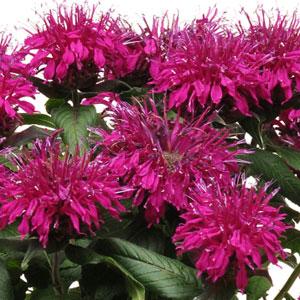 Monarda Balmy (4 colours)