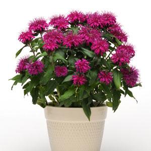 Monarda Balmy (4 colours)