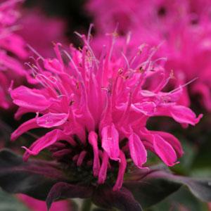 Monarda Balmy (4 colours)