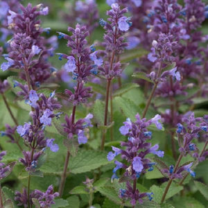 Nepeta Whispurr (2 colours)