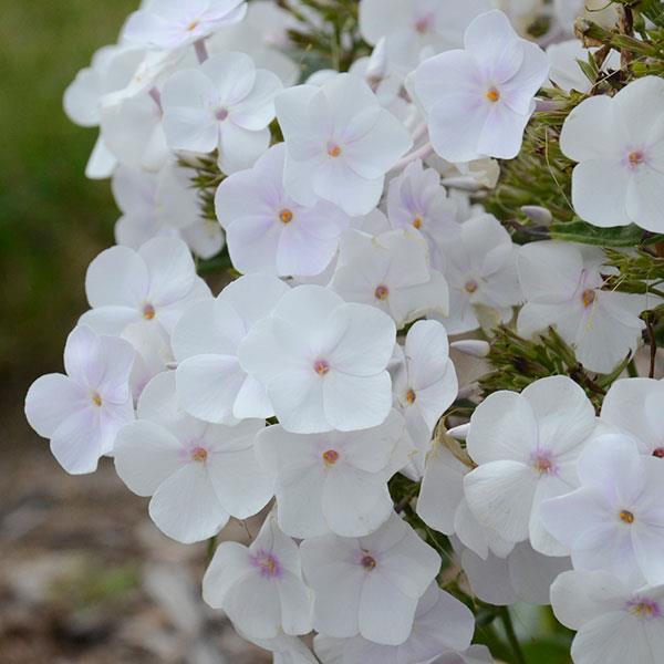 Phlox Paniculata Fashionably (3 colours)