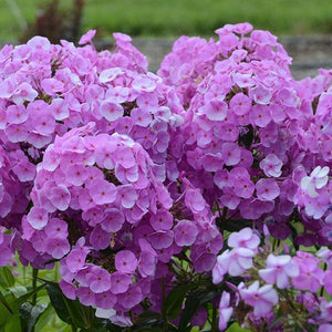 Phlox Paniculata Fashionably (3 colours)