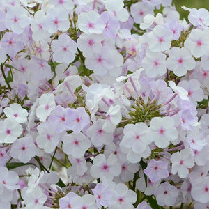 Phlox Paniculata Fashionably (3 colours)