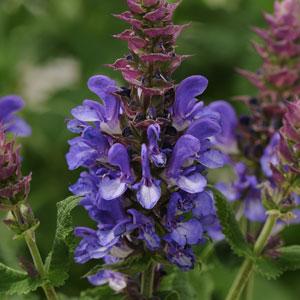 Salvia Nemorosa (2 colours)