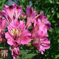 Alstroemeria Summer Saint