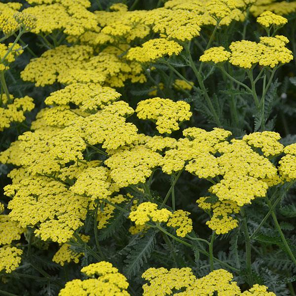 Achillea Millefolium Sassy Summer (4 colours)